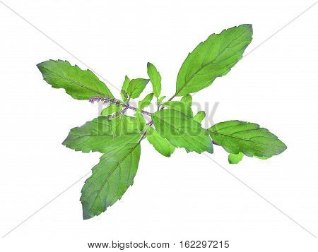 fresh sweet basil flower isolated on a white background