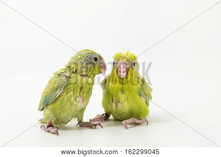 Pastel Green Forpus Bird Chick