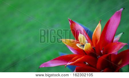 Flower in the garden with red and yellow petals