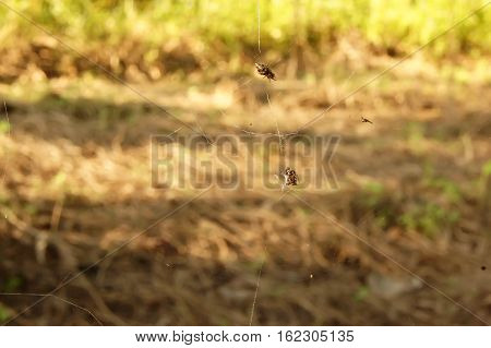 Spider Traps Prey In Longan Plantations
