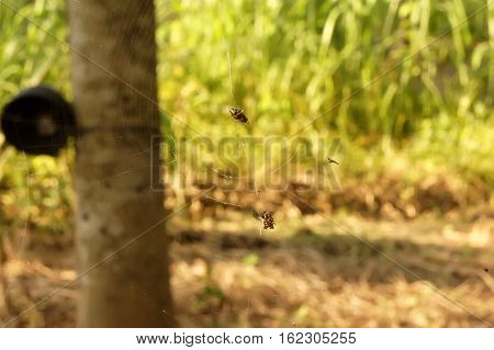 Spider Traps Prey In Longan Plantations