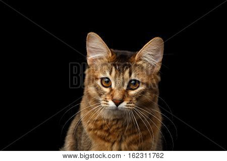 Close-up Portrait of pityful orange Somali kitty looking in camera on isolated black background