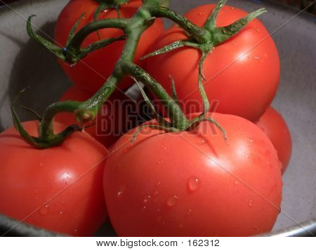 Rote Tomaten auf Weinrebe