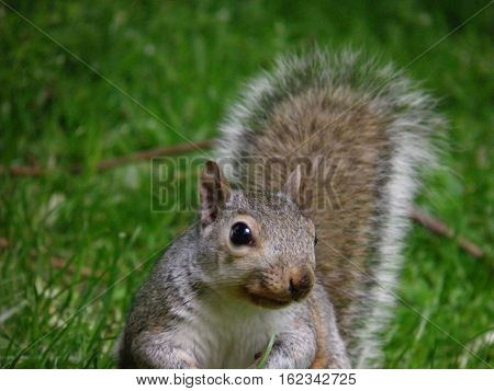 Little squirrel in Hyde Park, London, England