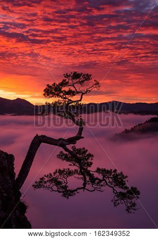Kinga lonely tree in Pieniny mountains in sunrise light with the fog in background Poland