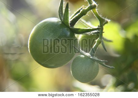 underripe tomatoes grow in the sunlight in a garden