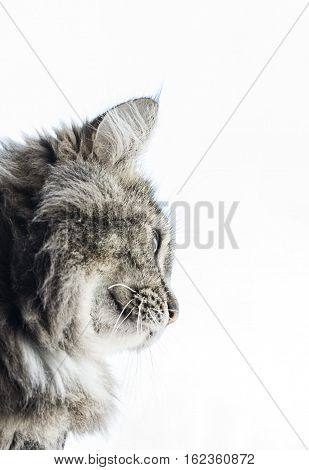 maincoon cat looking out her window form her warm home
