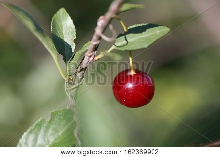 Red ripe cherries on a tree branch on green the background. Selective focus.