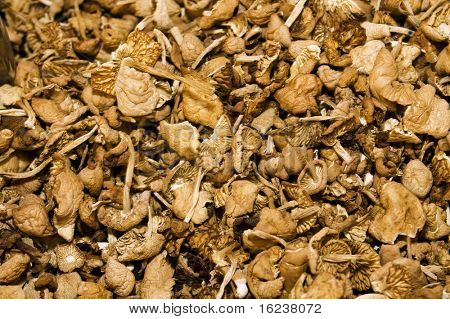 	 mushrooms