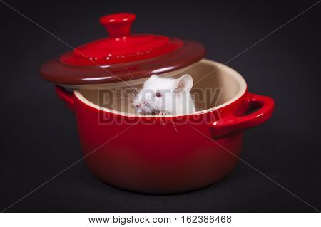 White mouse in red cup on black