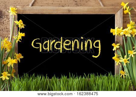 Blackboard With English Text Gardening. Spring Flowers Nacissus Or Daffodil With Grass. Rustic Aged Wooden Background.