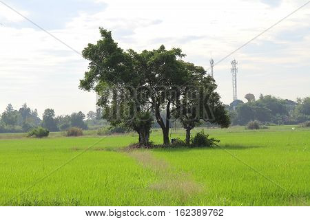 Landscape tree on the field under white sky