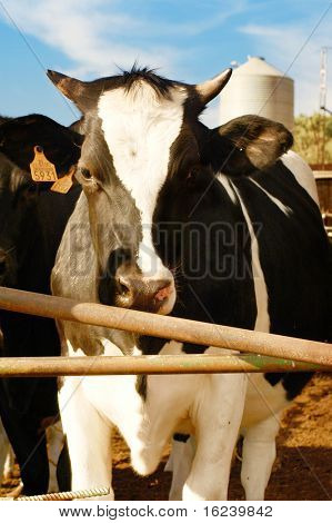 	 cow