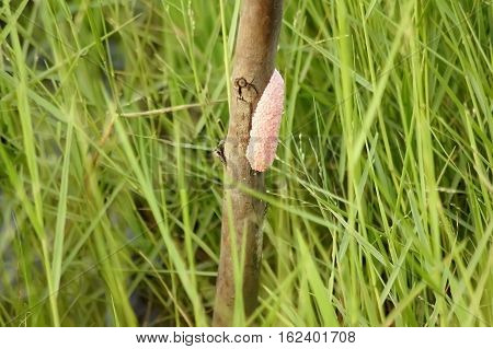Golden applesnail stick on the branches in lake