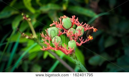 Lotus Flower With Its Bud are Lotus Seed