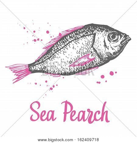 Hand drawn vector illustration with sketch sea pearch. Fish Market. Seafood menu. Brush calligraphy elements for your menu design. Handwritten ink lettering.