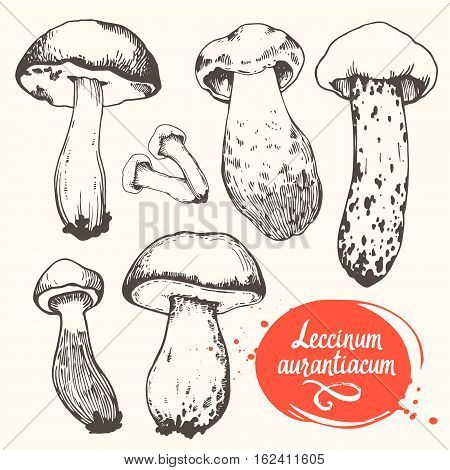 Vector illustration with set of mushrooms in sketch style. Hand-drawn leccinum aurantiacum on white background. Autumn forest harvest.