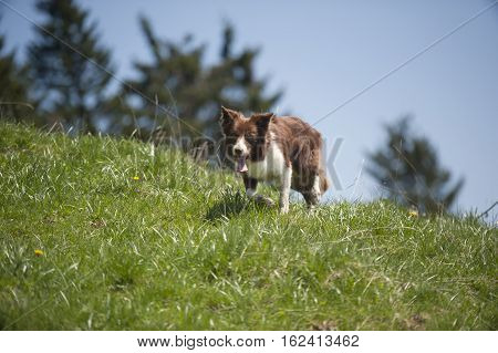 Border Collie walking in recognizable movement for a breed.