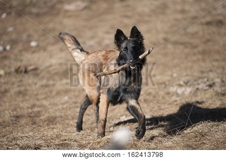 Shepherd puppy playing and retrieving a stick.
Belgian Shepherd (long hair)