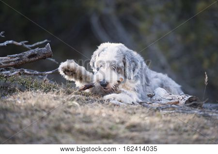 Fluffy dog bite a wood stick in forest.
He helps his owner cut trees and stack firewood. Dog waves with his paw.