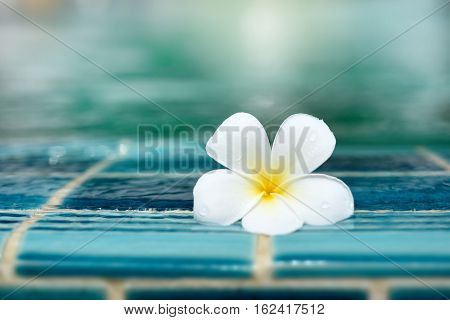 Perfect one White Plumeria flower on ceramic tile border of swimming pool over bokeh blur water background. Copy space. Good for brochure booklet leaflet advertising for spa and hotel or sport club.