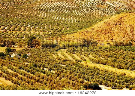 flere olivenlunde i malaga, Andalusien, Spanien