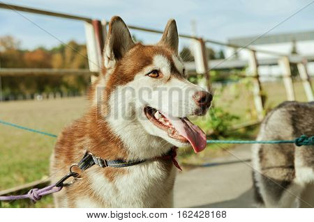 Portrait red Husky dog with a smile and his tongue hanging out