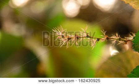 Plant that beginning to have his first flower