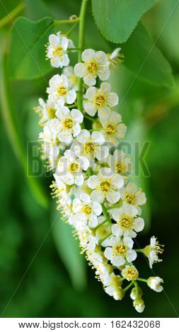 sprig of of bird cherry. bird-cherry tree