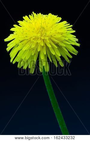 Dandelion flower on a black background natural