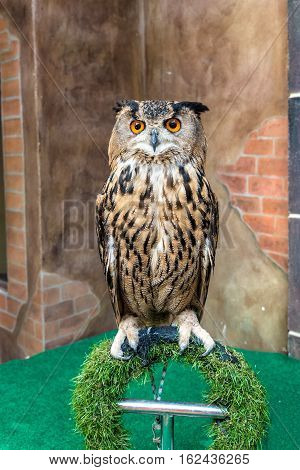 Great Horned Owl or Bubo Virginianus Subarcticus.