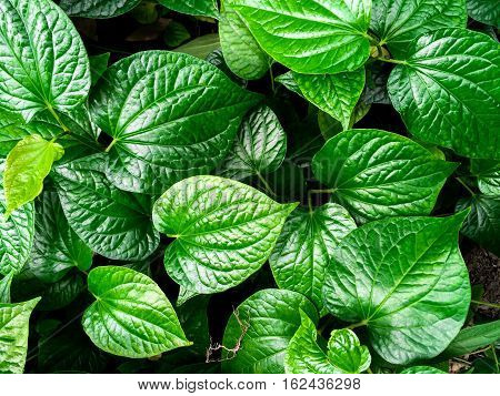 Green Chaplo plant leaves from top view. Chaplo are used in many of Thai cuisines.