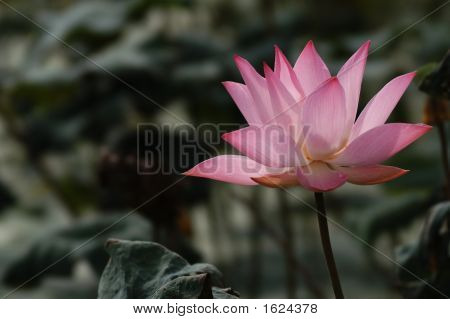 Blomstrende rød Lotus