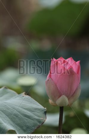 Blomstrende