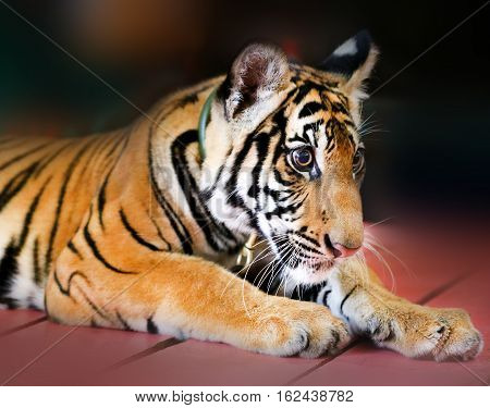 Photo portrait of funny little tiger cub