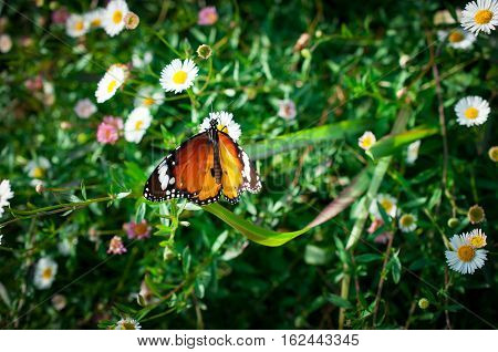 Beautiful Common Tiger butterfly on flower in the outdoor nature, Close up Common Tiger, Butterflies were flying in search of food.