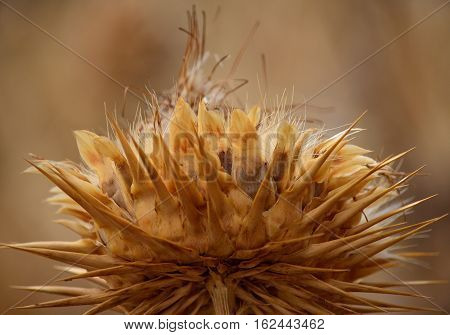 Dry flower of wild artichoke, cynara cardunculus