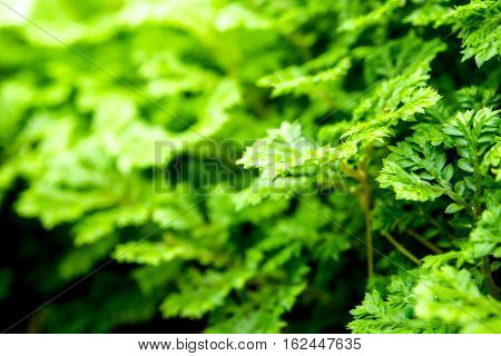 Freshness green leaf of Selaginella involvens fern