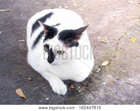 Siamese cat. White chubby. Fat cat close up.
