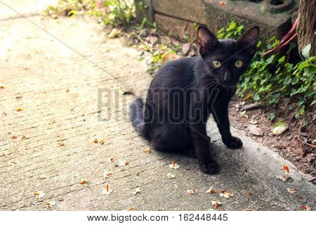 Abstract black Cat with personality sitting on cement floor.
