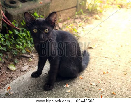 Abstract black Cat sit dow on concrete floor.