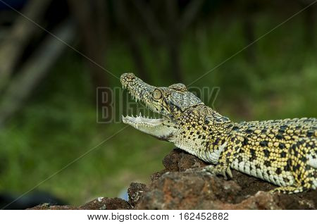 Freshwater crocodile alligator crocodile background natural animals closeup