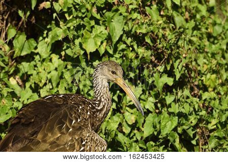 Profile of a Limpkin resting on foliage in a forest.
