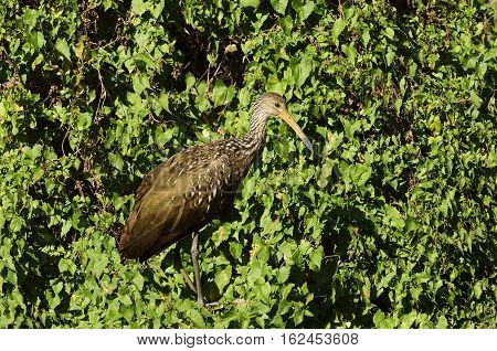 Profile of a Limpkin resting on foliage in a forest.