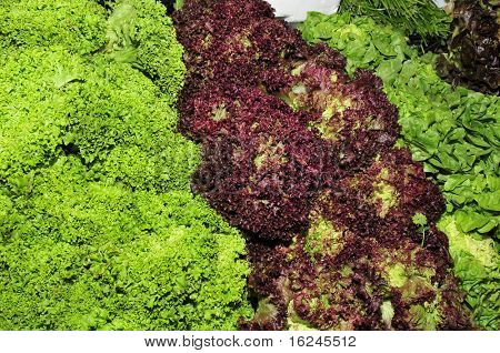 몇 가지 다른 유형의 시장에 escarole 꽃 상 추