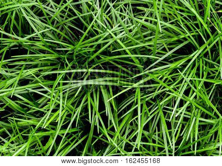 Ophiopogon japonicus the green cover crop plant