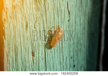 molting of cicada on wood wall cicada molting slough on the wooden wall in sunshine