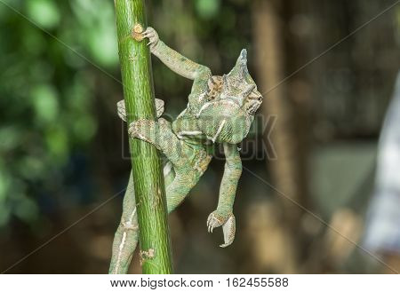 Veiled Chameleon on close up  green background