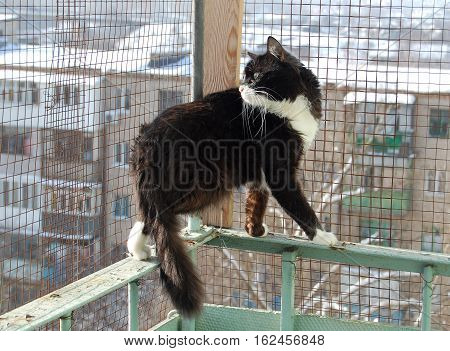 The Black And White Cat On The Balcony