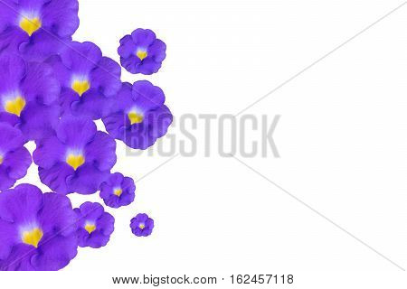 Violet Bush Clockvine flowers isolated on white as background.